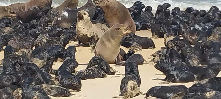 Walvis Bay: Pelican Point Seal and Sandwich Harbour Tour - What to pack, who this tour suits, and comfort on the sand