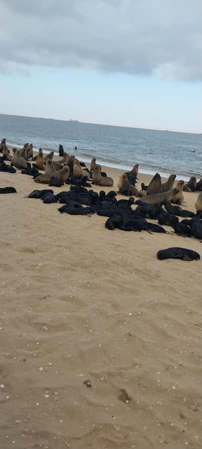 Walvis Bay: Pelican Point Seal and Sandwich Harbour Tour - FAQ