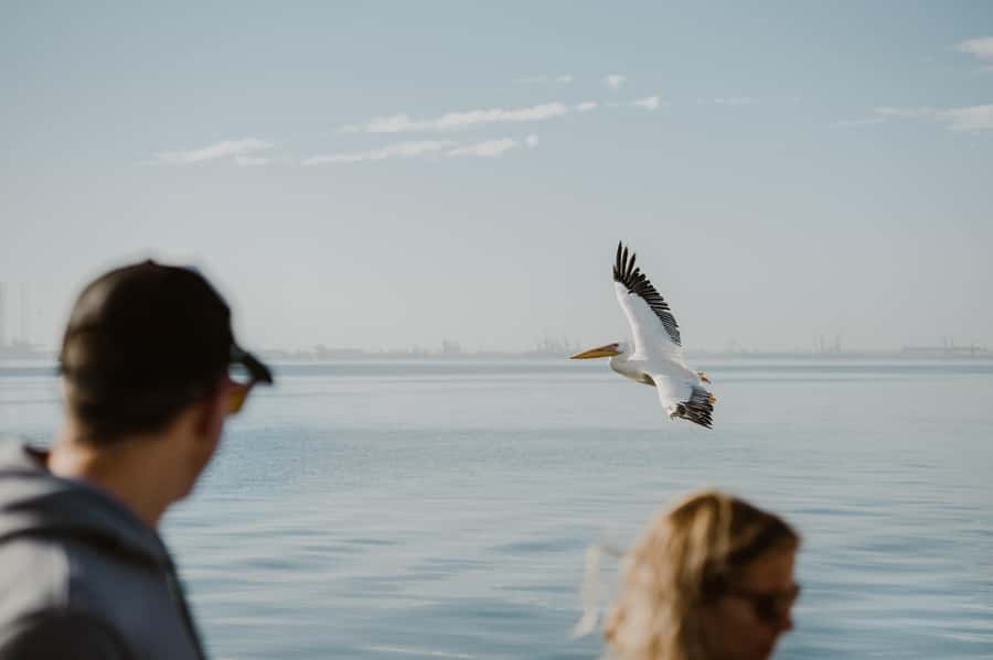 Walvis Bay: Sandwich Harbour 4x4 Trip with Beach BBQ Lunch - Wildlife chances in the dunes (and what to do if you spot something)