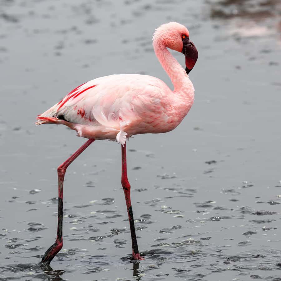 Walvis Bay: Sandwich Harbour Half-Day 4x4 Scenic Excursion - Why Sandwich Harbour feels different, even in just 4 hours