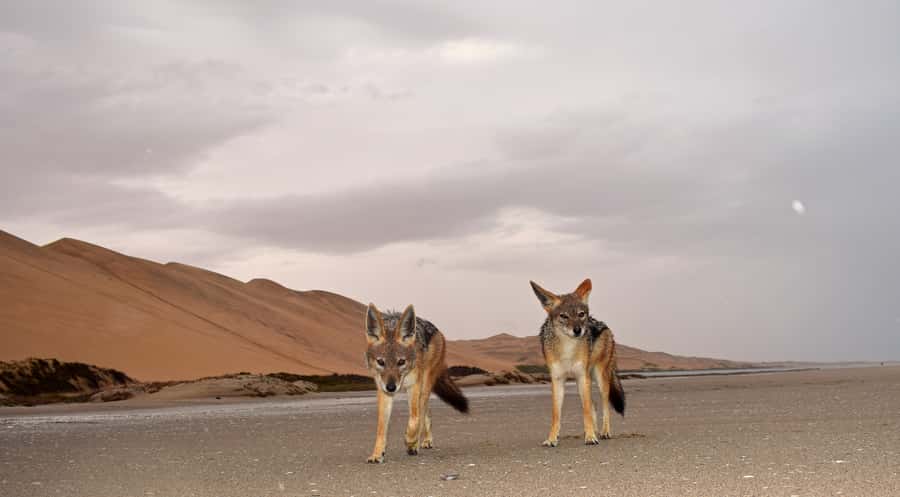 Walvis Bay: Sandwich Harbour Sunset Photography Tour - Photo tips that match this exact sunset setup