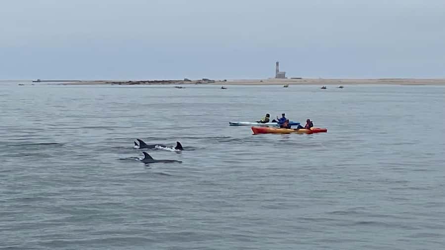 Walvis Bay: Seal Kayaking Adventure with Brunch - Key moments worth planning for