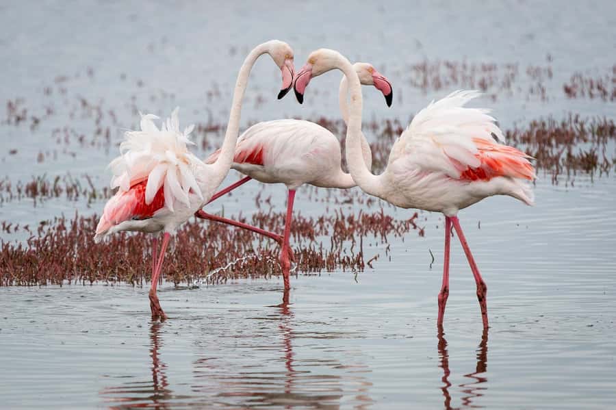 Walvis Bay: Seal Kayaking Adventure with Brunch - What to pack so you actually enjoy yourself