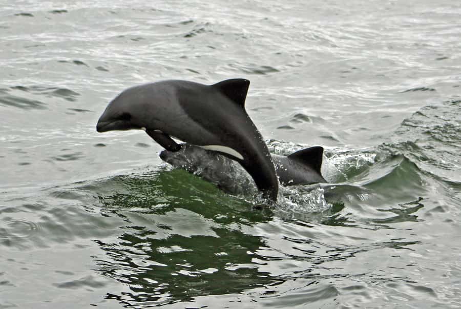 Walvis Bay: Seal Kayaking Adventure with Brunch - Brunch on the sand, what you actually get to eat