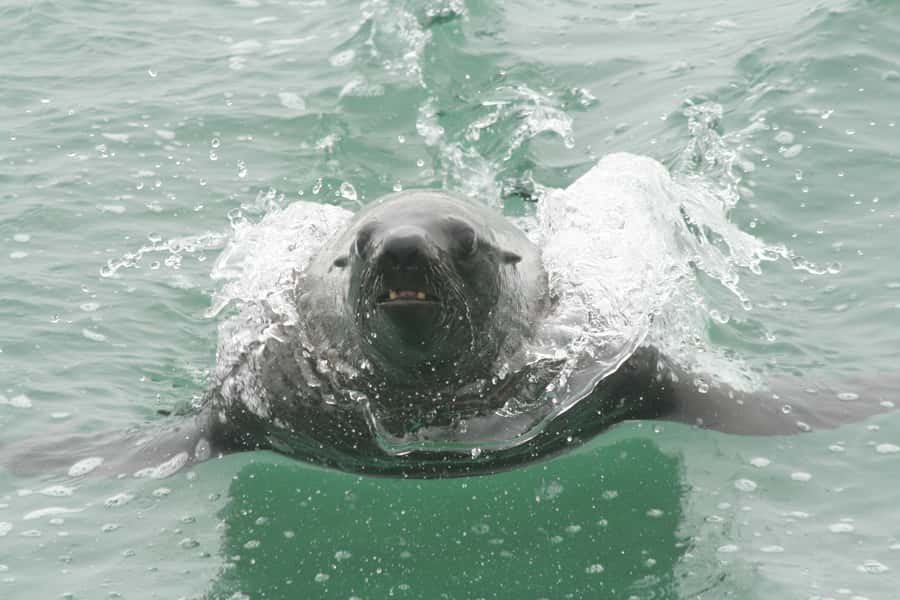 Walvis Bay: Seal Kayaking Adventure with Brunch - Timing reality: what a 210-minute tour feels like in practice