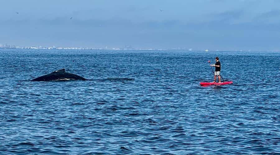 Walvis Bay: Seal Kayaking Adventure with Brunch - Price and value: is $74 worth it?