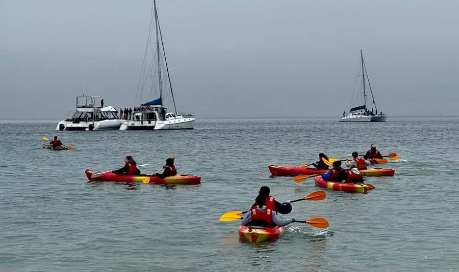 Walvis Bay: Seal Kayaking Adventure with Brunch - Who should book, and who should skip this one