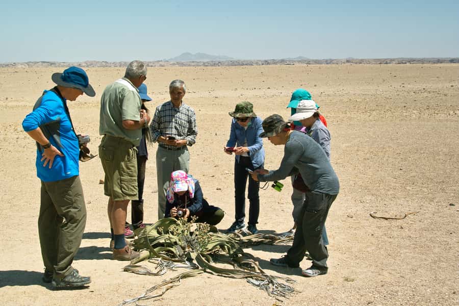 Walvis Bay Shore Excursion: Flamingos, Dune 7, Swakopmund - Key moments at a glance