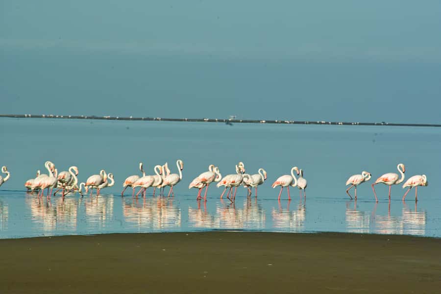 Walvis Bay Shore Excursion: Flamingos, Dune 7, Swakopmund - Should you book this Flamingos, Dune 7, and Swakopmund shore excursion?