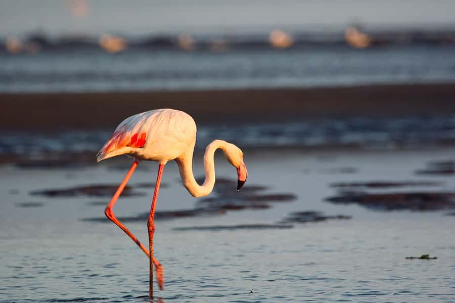 Walvis Bay Shore Excursion: Flamingos, Dune 7, Swakopmund - Swakopmund old German town time for walking and shopping