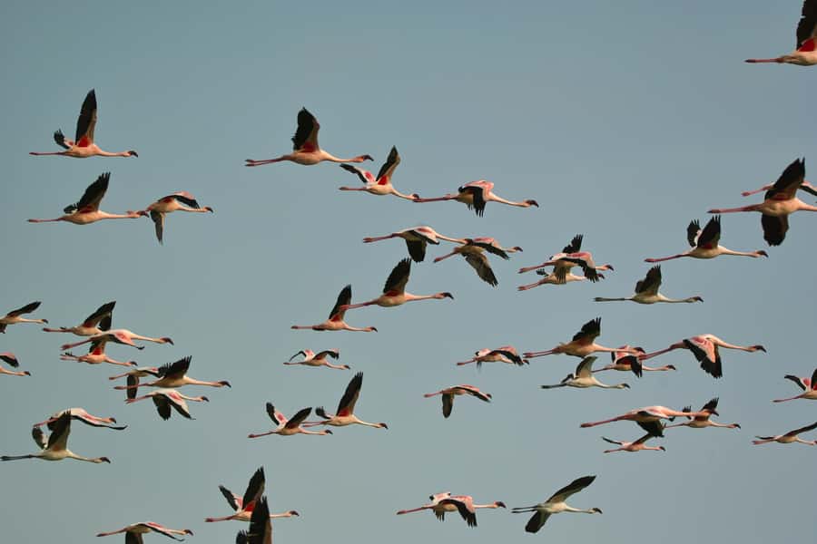 Walvis Bay Shore Excursion: Flamingos, Dune 7, Swakopmund - Price, value, and what you should budget beyond the $200