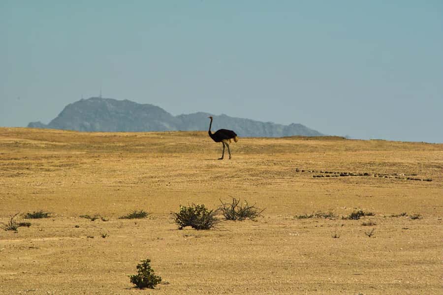 Walvis Bay Shore Excursion: Flamingos, Dune 7, Swakopmund - Dune 7, permits you pay, and why the climb is worth it