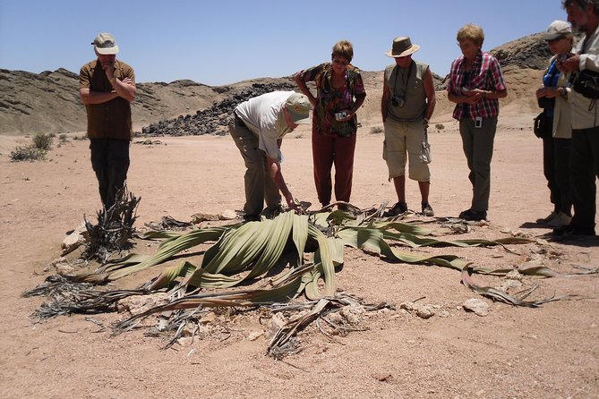 Welwitschia Tour from Swakopmund - Key points worth knowing before you go