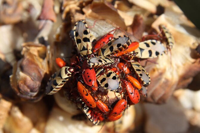 Welwitschia Tour from Swakopmund - Price and value: why this one is often a smart buy