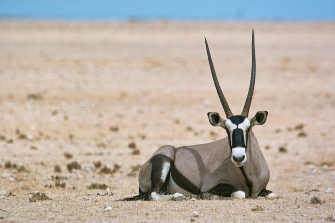 Wildlife and Landscape Tour- full-day (7hours) from Walvis Bay - Key highlights to know before you go