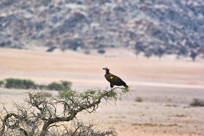 Wildlife and Landscape Tour- full-day (7hours) from Walvis Bay - Namib Naukluft from Walvis Bay: the real purpose of the day