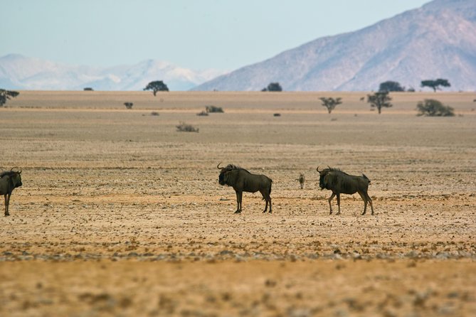 Wildlife and Landscape Tour- full-day (7hours) from Walvis Bay - Animals you might see, and what to focus on