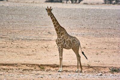 Wildlife and Landscape Tour- full-day (7hours) from Walvis Bay