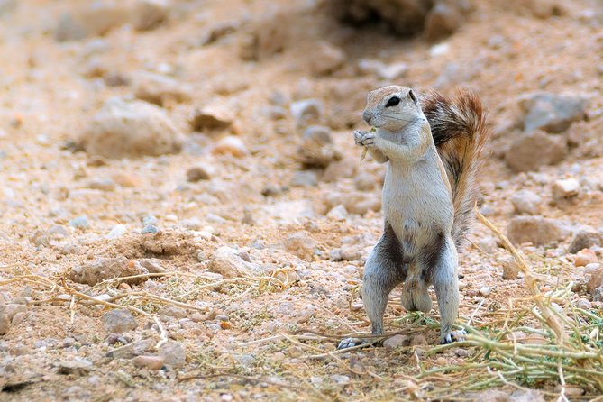 Wildlife and Landscape Tour- full-day (7hours) from Walvis Bay - The picnic lunch and drinks in the park, what’s included