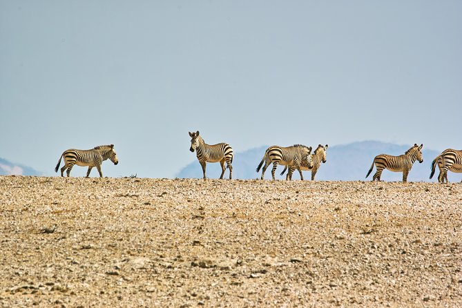 Wildlife and Landscape Tour- full-day (7hours) from Walvis Bay - What the guide adds: ecosystem context, not just spotting