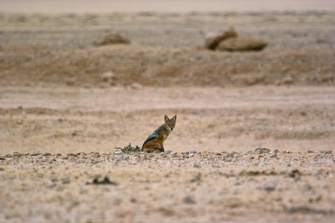 Wildlife and Landscape Tour- full-day (7hours) from Walvis Bay - Group size, pacing, and the difference between a tour and a rush