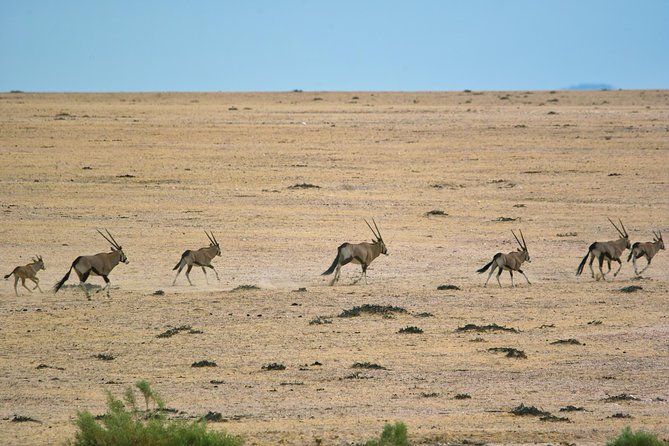 Wildlife and Landscape Tour- full-day (7hours) from Walvis Bay - Price and value: what you’re paying for at $425.69