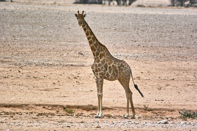 Wildlife and Landscape Tour- full-day (7hours) from Walvis Bay - How the timing and transfers work out in the real world