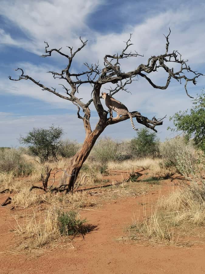 Windhoek : Cheetah walk Experience - Key Things That Make This Cheetah Walk Worth It