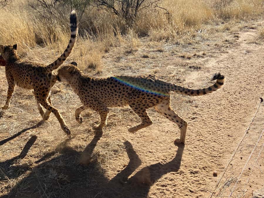 Windhoek : Cheetah walk Experience - Why a Cheetah Walk at N/a’an ku sê Feels Different