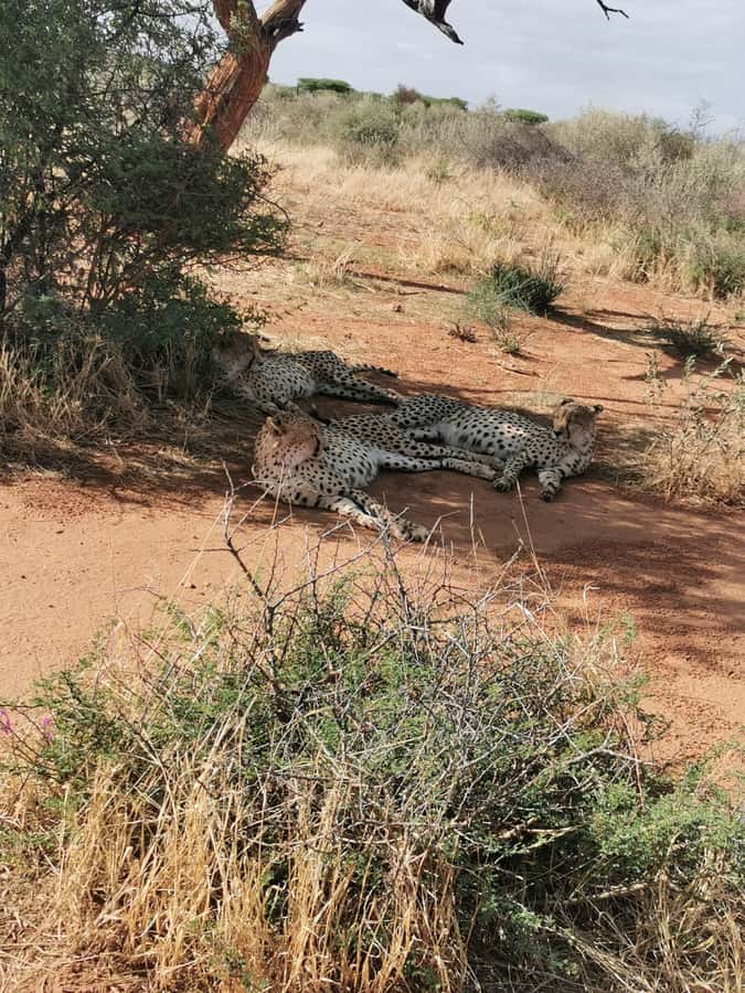 Windhoek : Cheetah walk Experience - Arriving at Khomas: What the Sanctuary Visit Focuses On