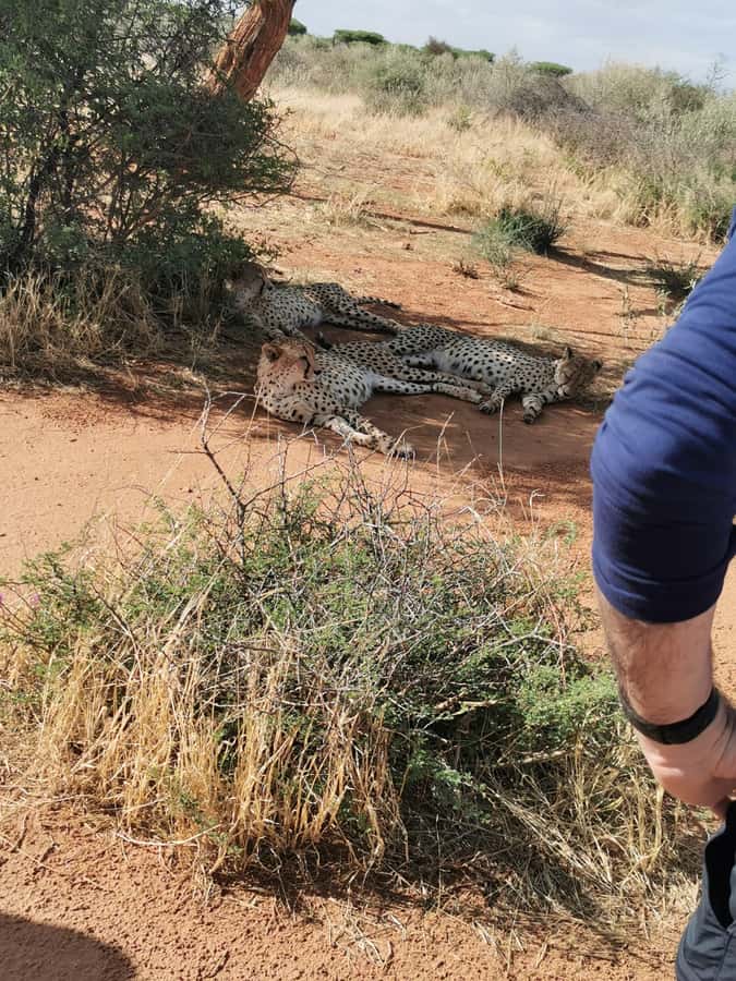 Windhoek : Cheetah walk Experience - The Conservation Work at N/a’an ku sê, What You Should Pay Attention To