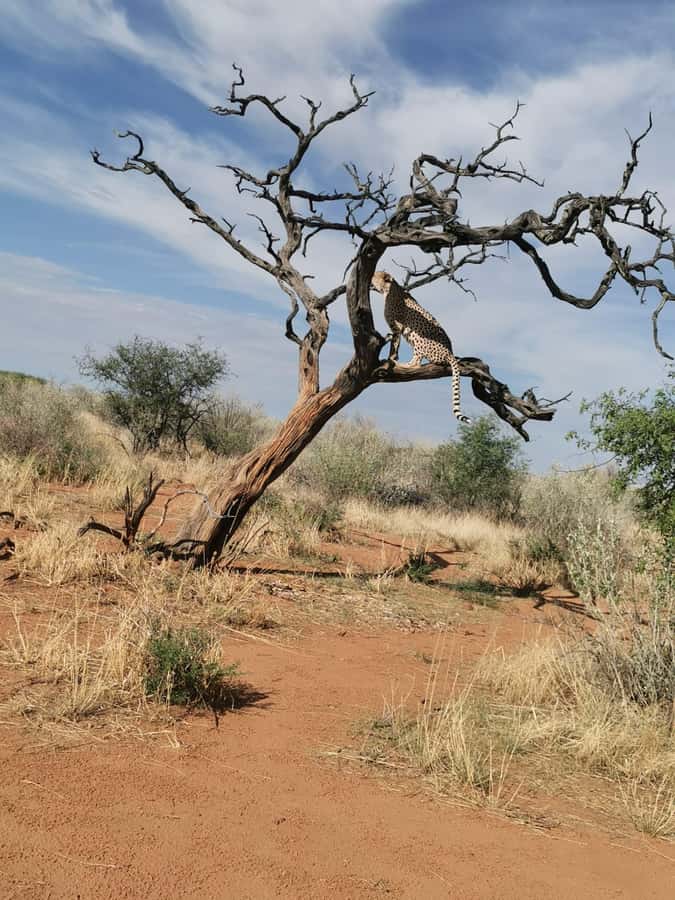 Windhoek : Cheetah walk Experience - The Early Morning Run from Windhoek Central (And Why It Matters)