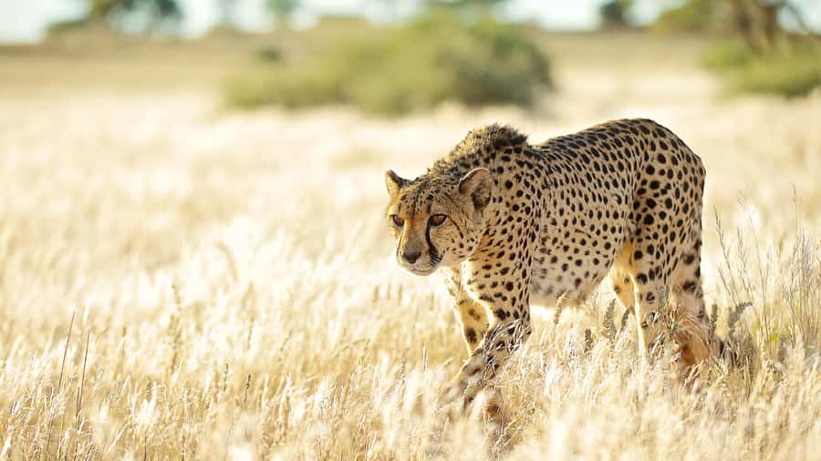 Zannier Game Drive with Hotel Pickup - Why N/a’an ku sê feels like more than a routine safari stop